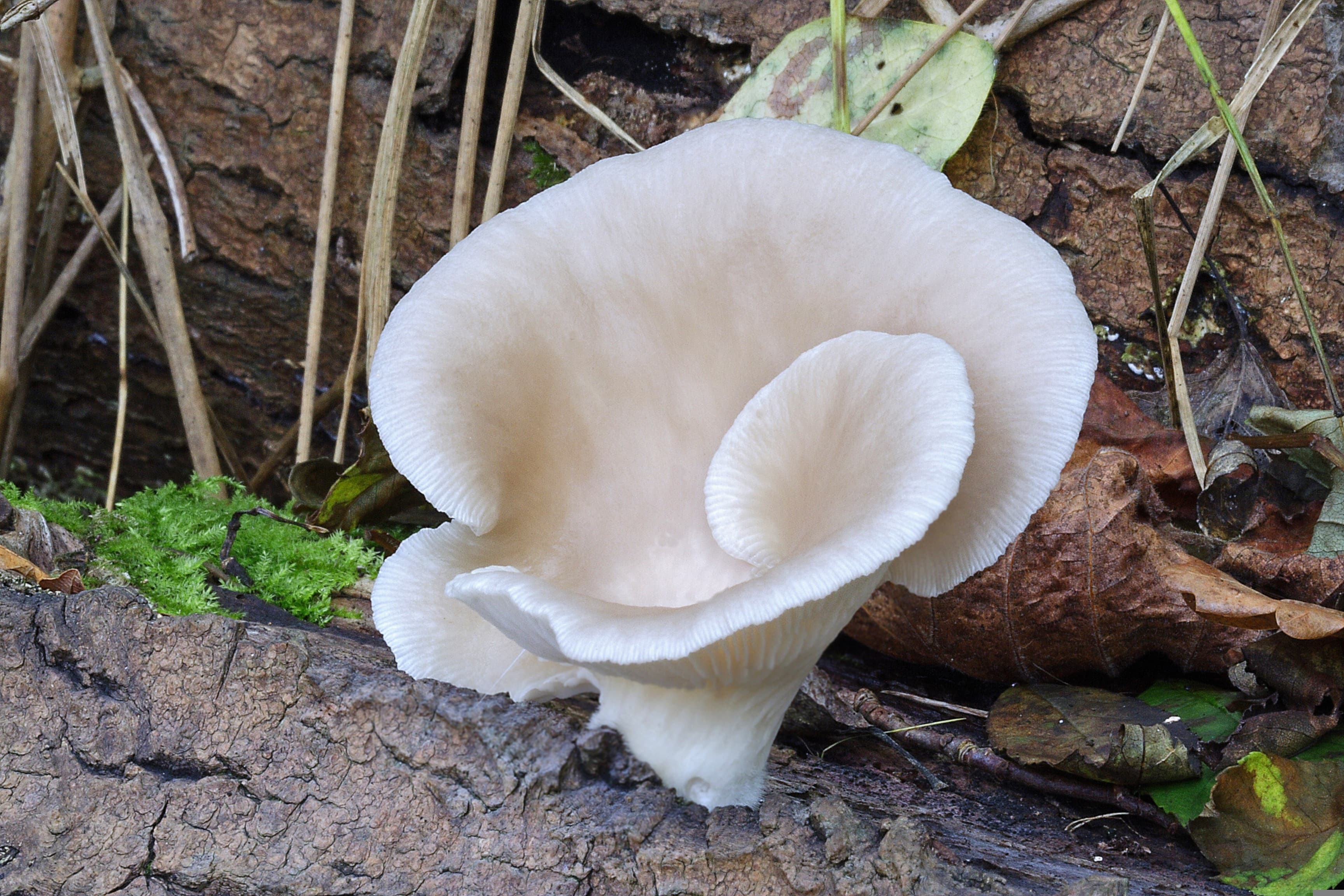 Oyster Mushroom