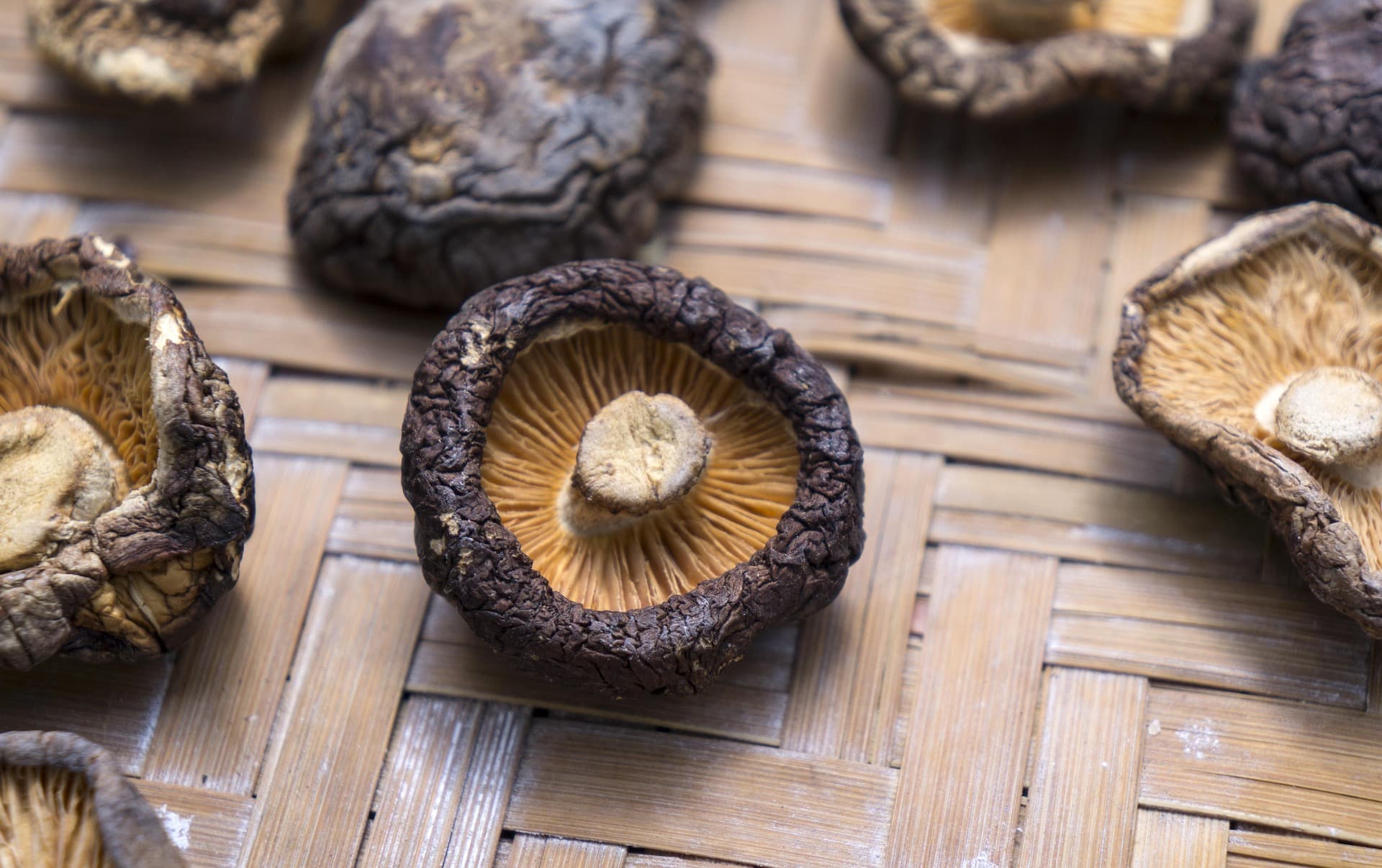 Shiitake — Lentinula edodes