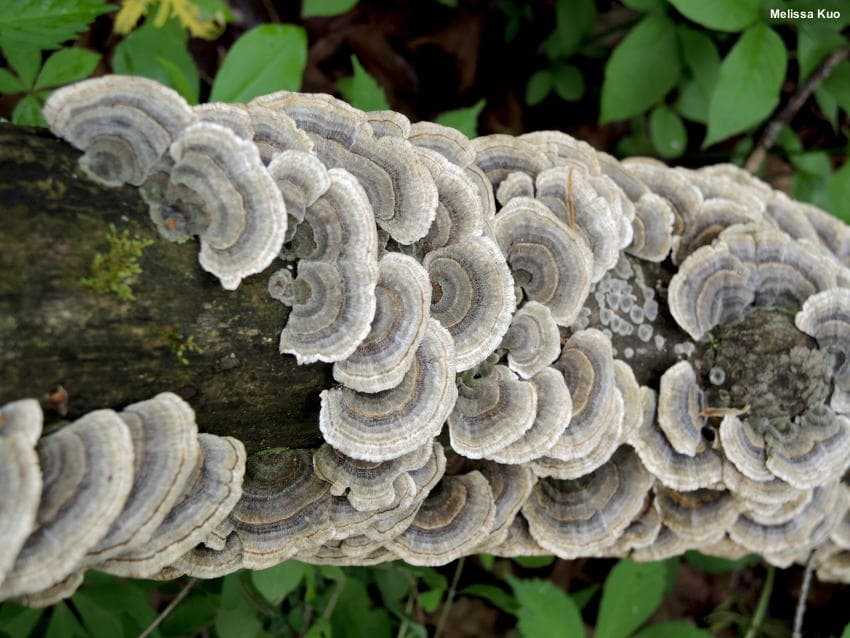Turkey Tail